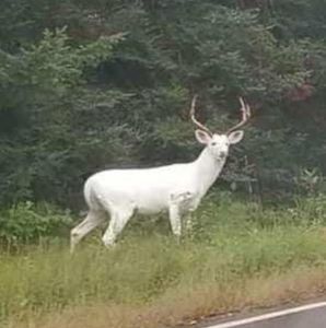 Meet your Posher, Gwyn